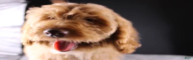 Swiper