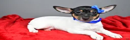 Toy Fox Terrier dogs for sale: Nemo - Ad 1
