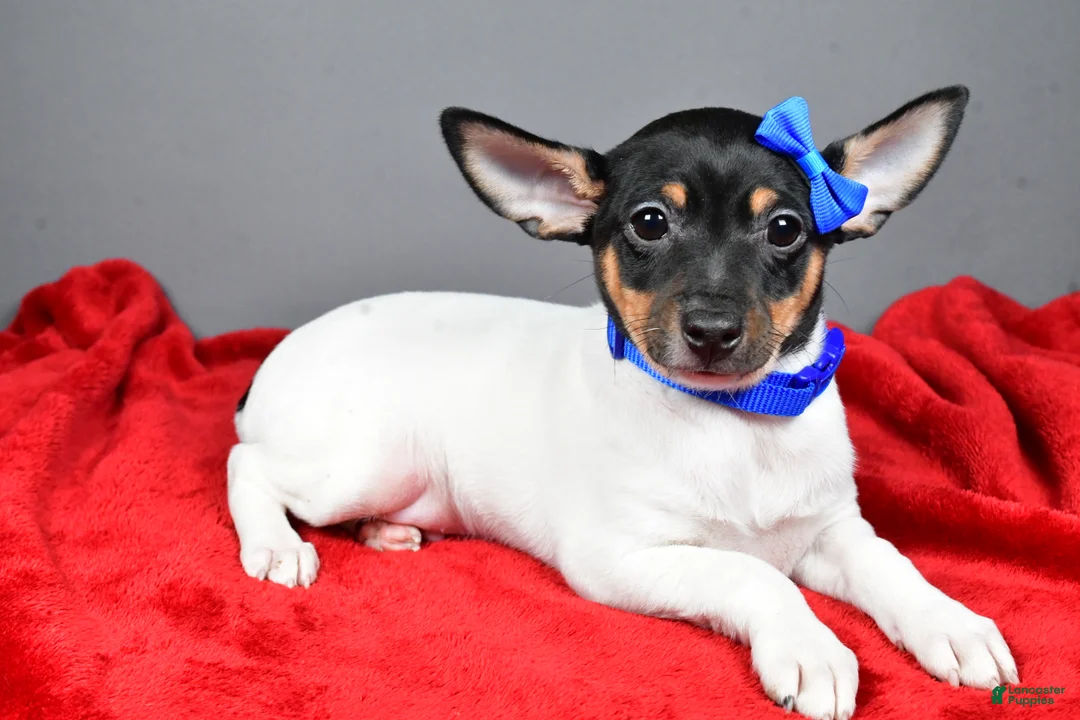Toy Fox Terrier dogs for sale: Nemo - Ad 1