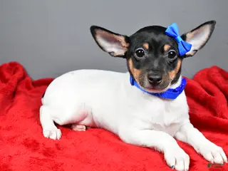 Toy Fox Terrier dogs Nemo - Ad 3