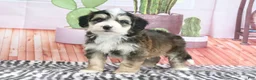 Mini Bernedoodle dogs for sale: Shilo - Ad 5