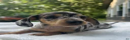 Miniature Dachshund dogs for sale: Frankie - Ad 3