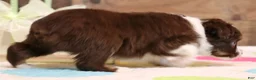 Toy Australian Shepherd dogs for sale: Flora red-tri Toy Aussie f - Ad 4