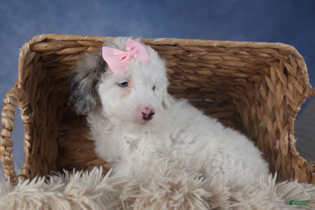 Miniature Poodle dogs for sale: Riley - Ad 16