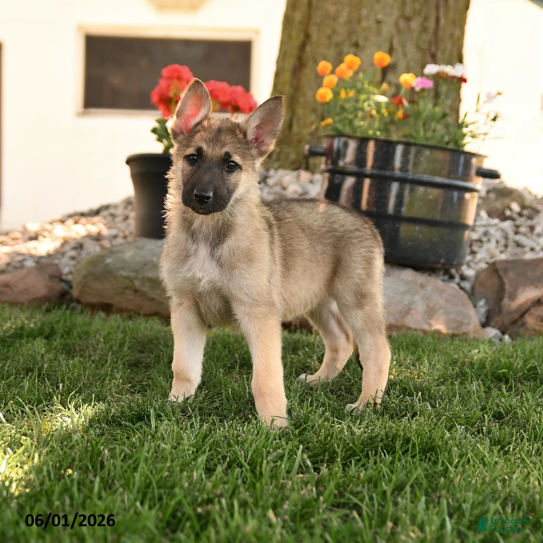 German Shepherd dogs for sale: Francis - Ad 1