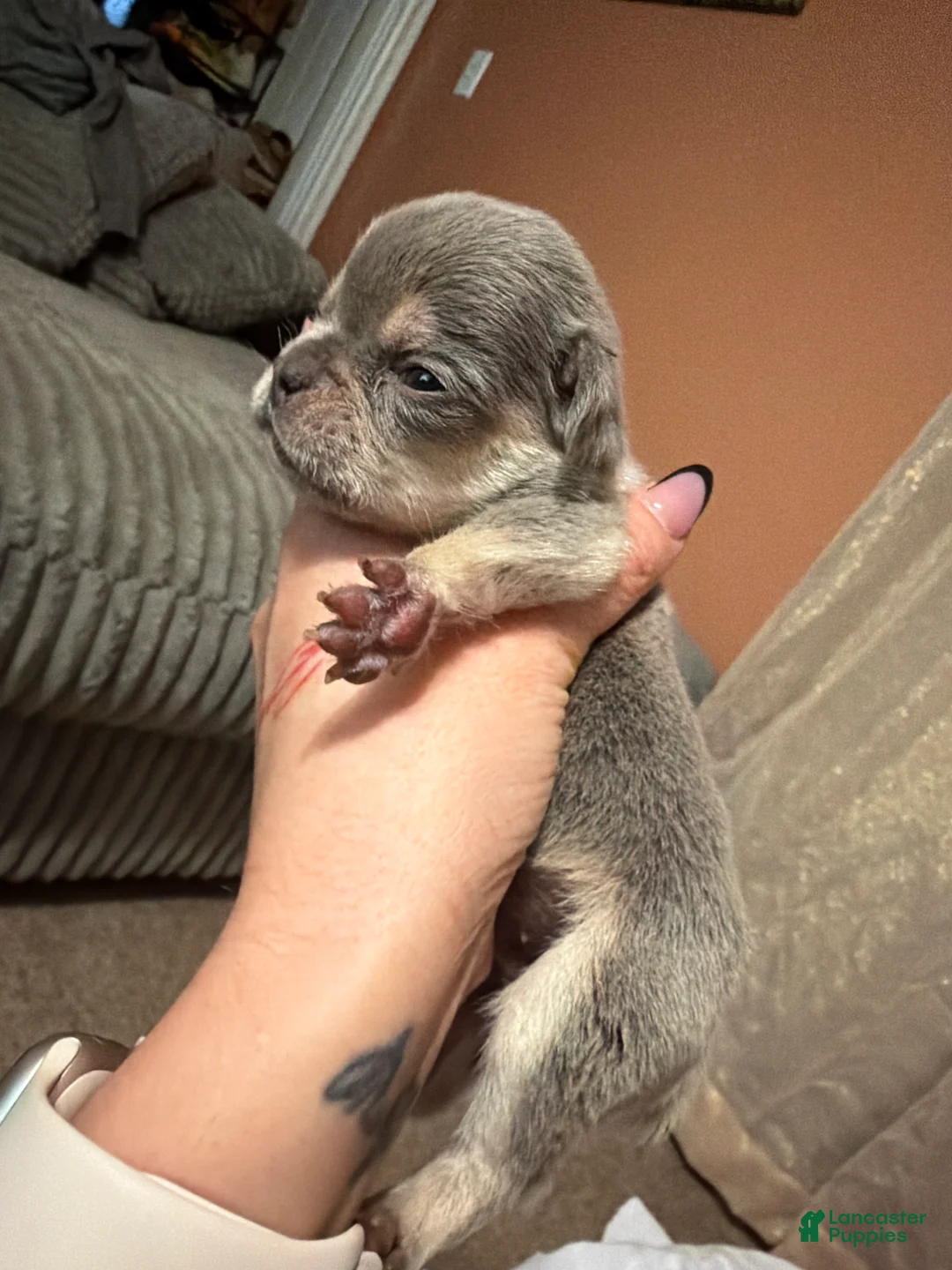 French Bulldog dogs for sale: French Bulldog Puppy 3 - Ad 1