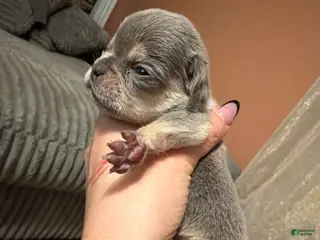 French Bulldog dogs French Bulldog Puppy 3 - Ad 3