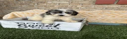 Mini Bernedoodle dogs for sale: Bee - Ad 4
