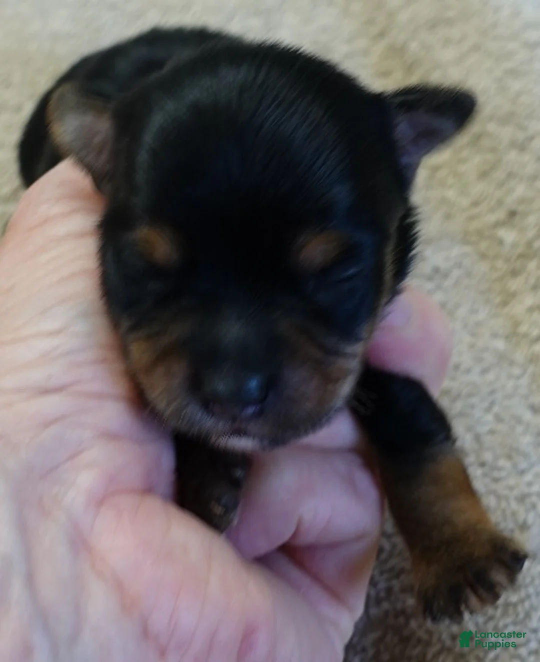 Yorkshire Terrier dogs for sale: Bonbon - Ad 9