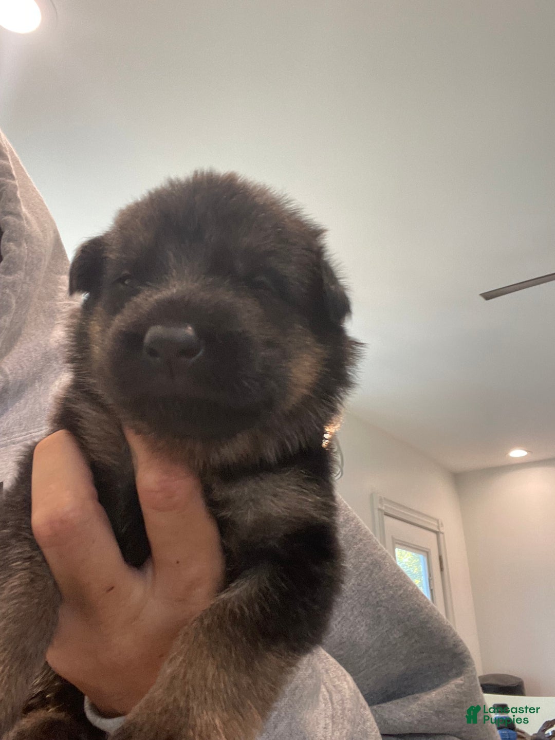 German Shepherd dogs for sale: Sugar/purple collar - Ad 30