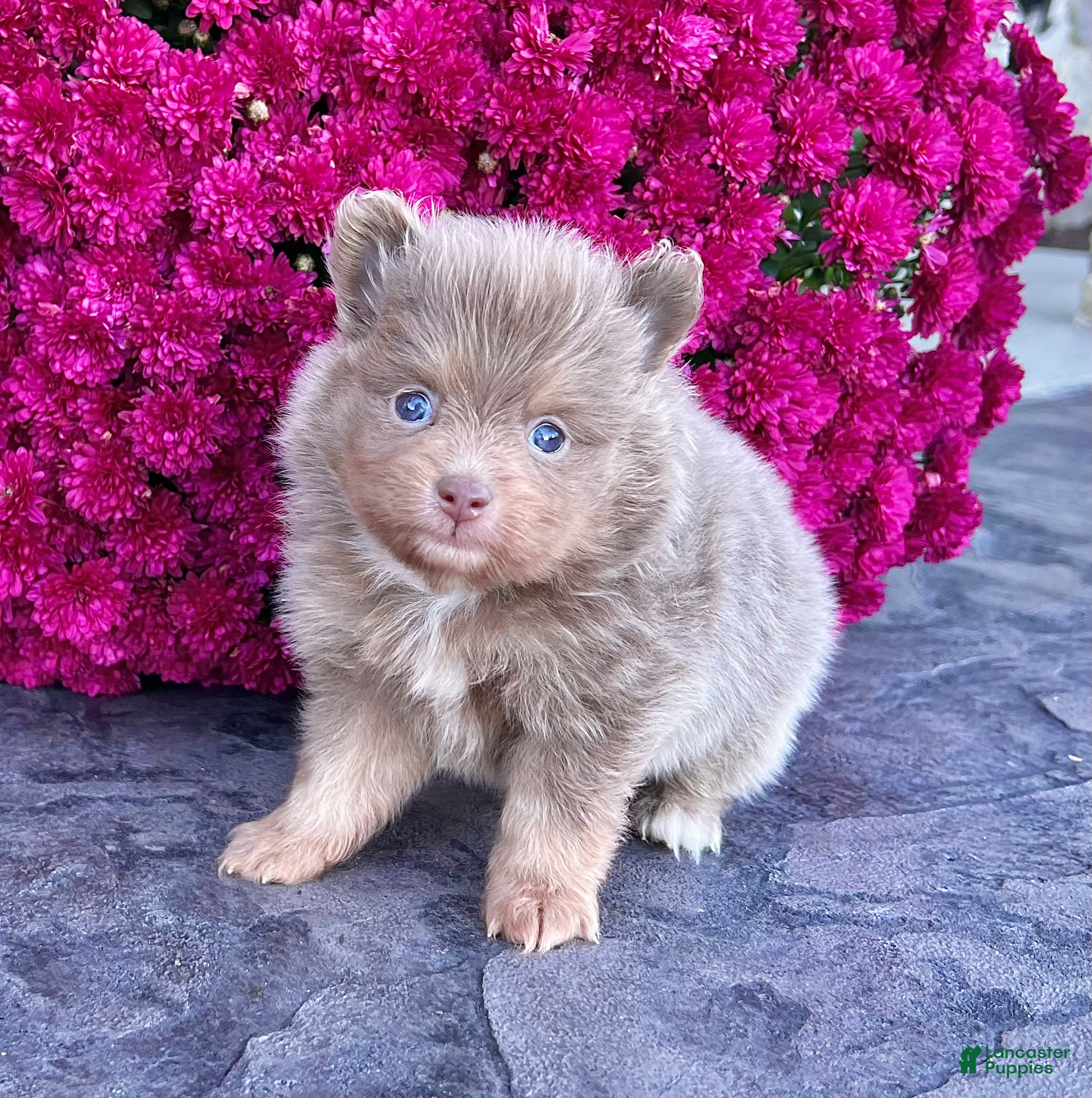Pomeranian Puppies for sale in Ohio Lancaster Puppies