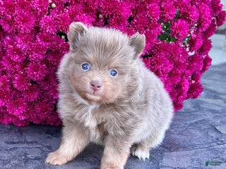 Pomeranian dogs - Ad 1