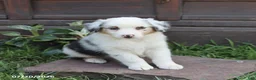Australian Shepherd dogs for sale: Max - Ad 3