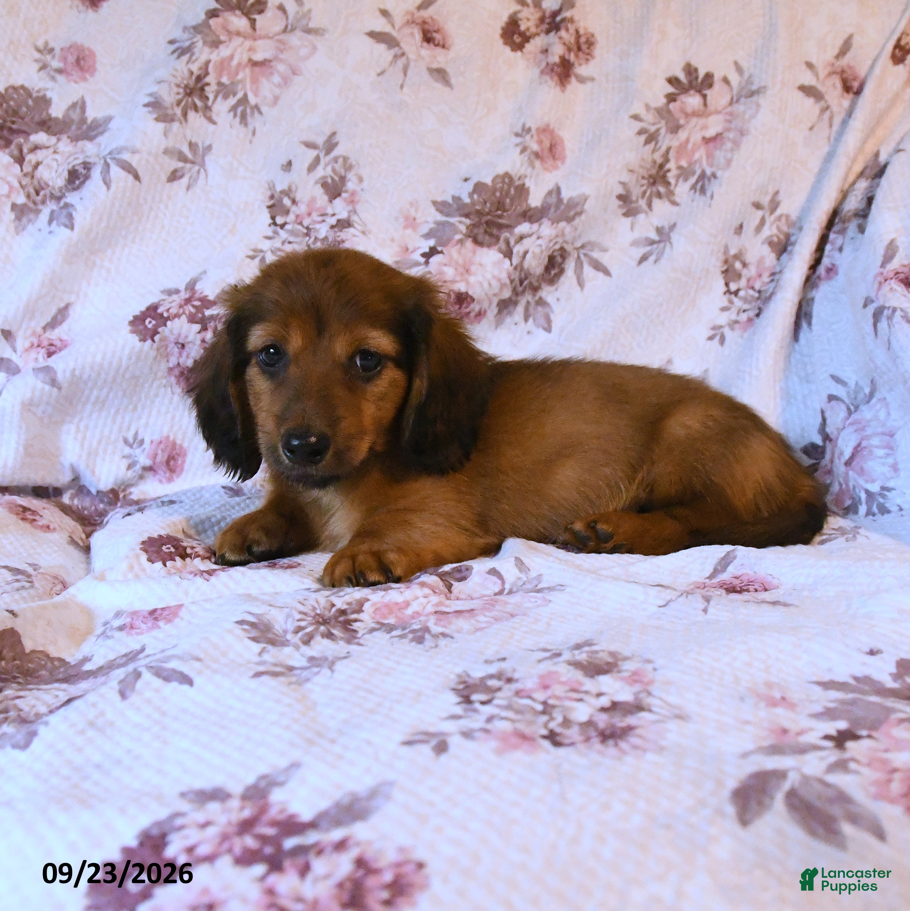 Miniature Dachshund dogs Jim - Ad 1