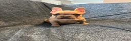 French Bulldog dogs for sale: French Bulldog 2 - Ad 2