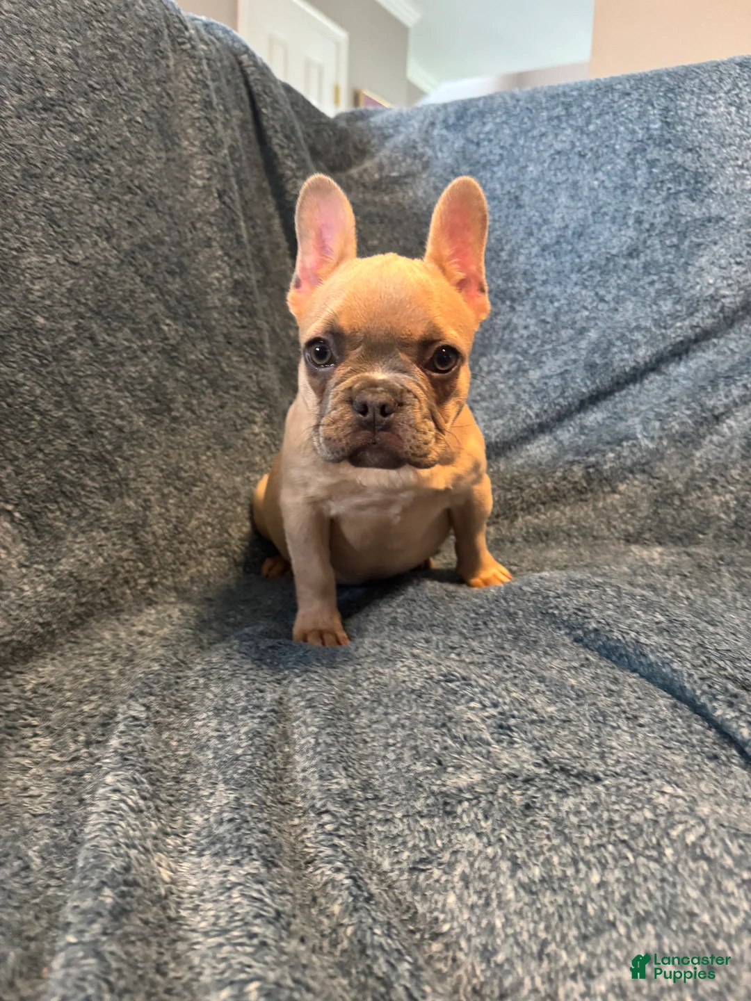 French Bulldog dogs for sale: French Bulldog 2 - Ad 2