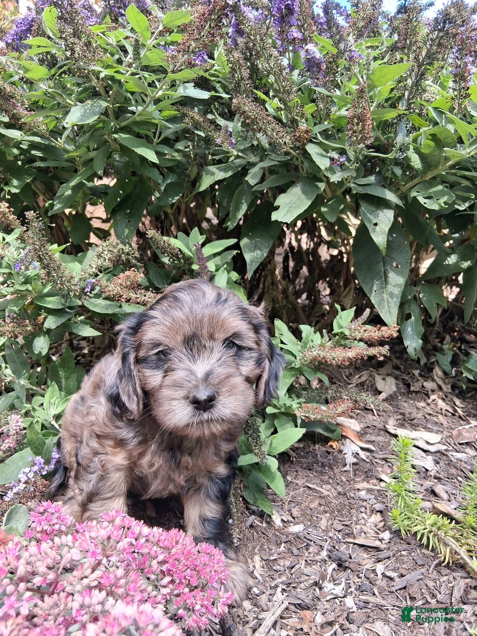Yorkiepoo dogs Skye - Ad 2