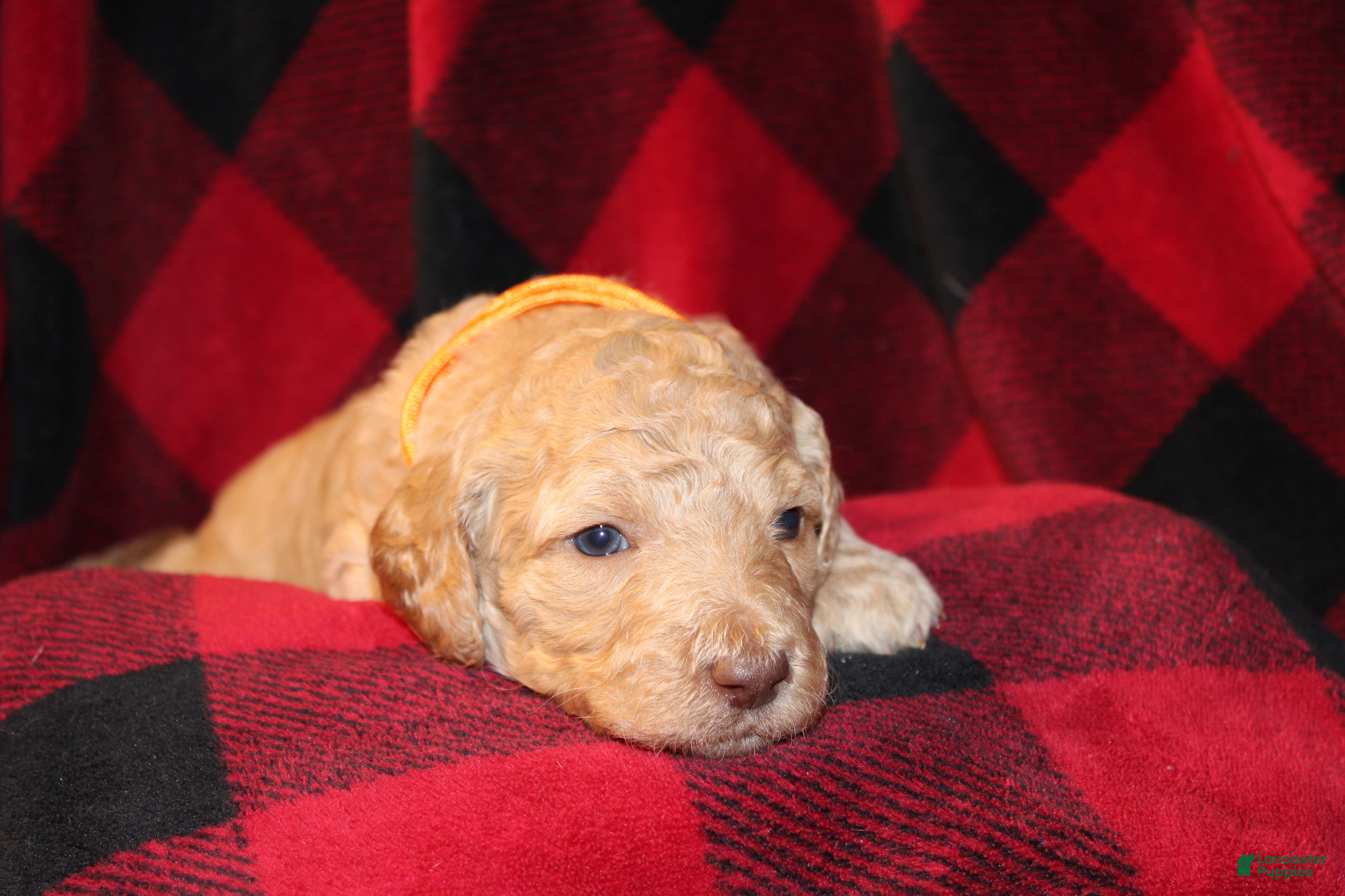 Standard Poodle dogs Standard Poodle Puppy 6 - Ad 36