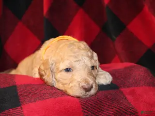 Standard Poodle dogs Standard Poodle Puppy 6 - Ad 36