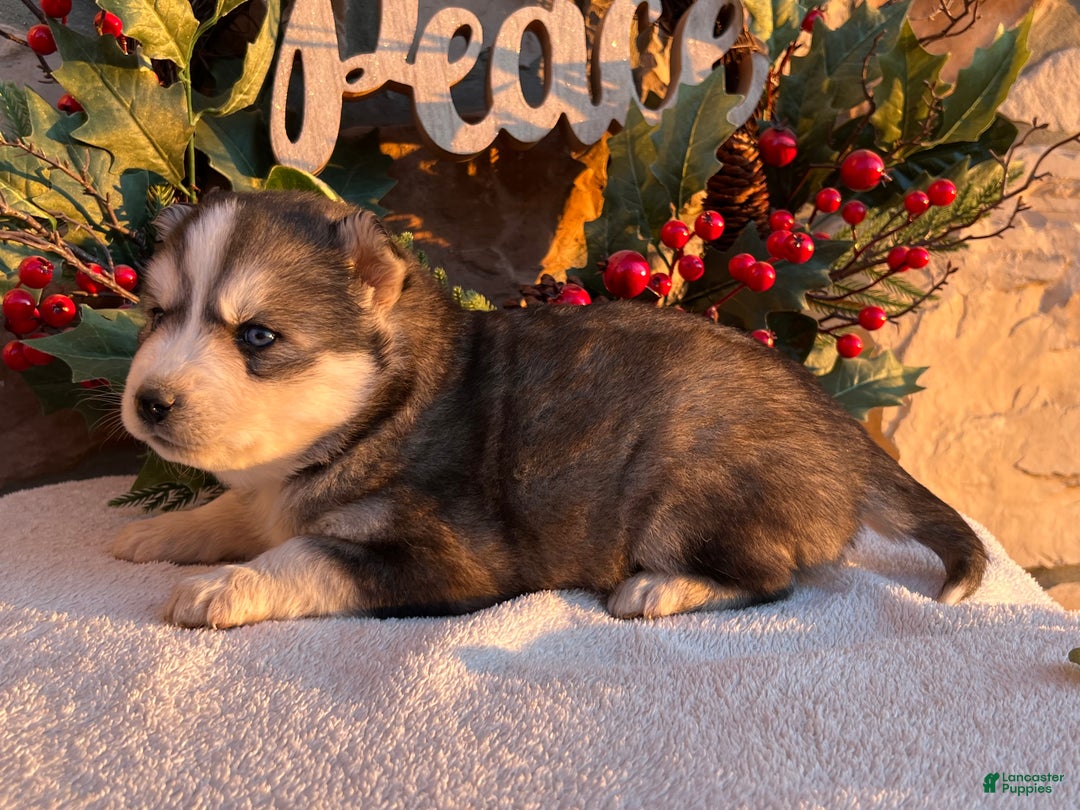 Pomsky dogs for sale: Nicholas - Ad 3