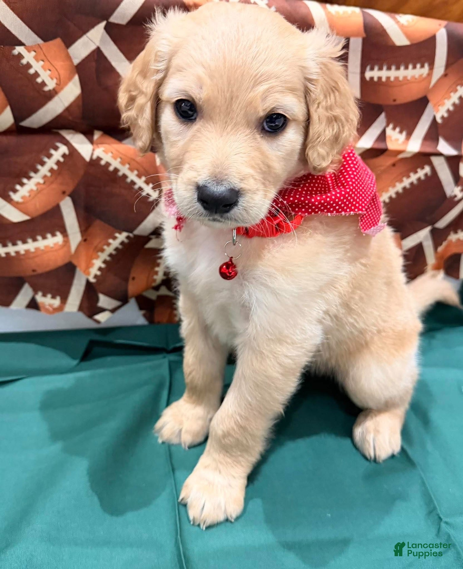 Goldendoodle dogs buddy - Ad 21