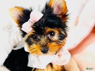 Yorkshire Terrier dogs - Ad 29