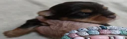Yorkshire Terrier dogs for sale: Chocolate Meadow - Ad 15