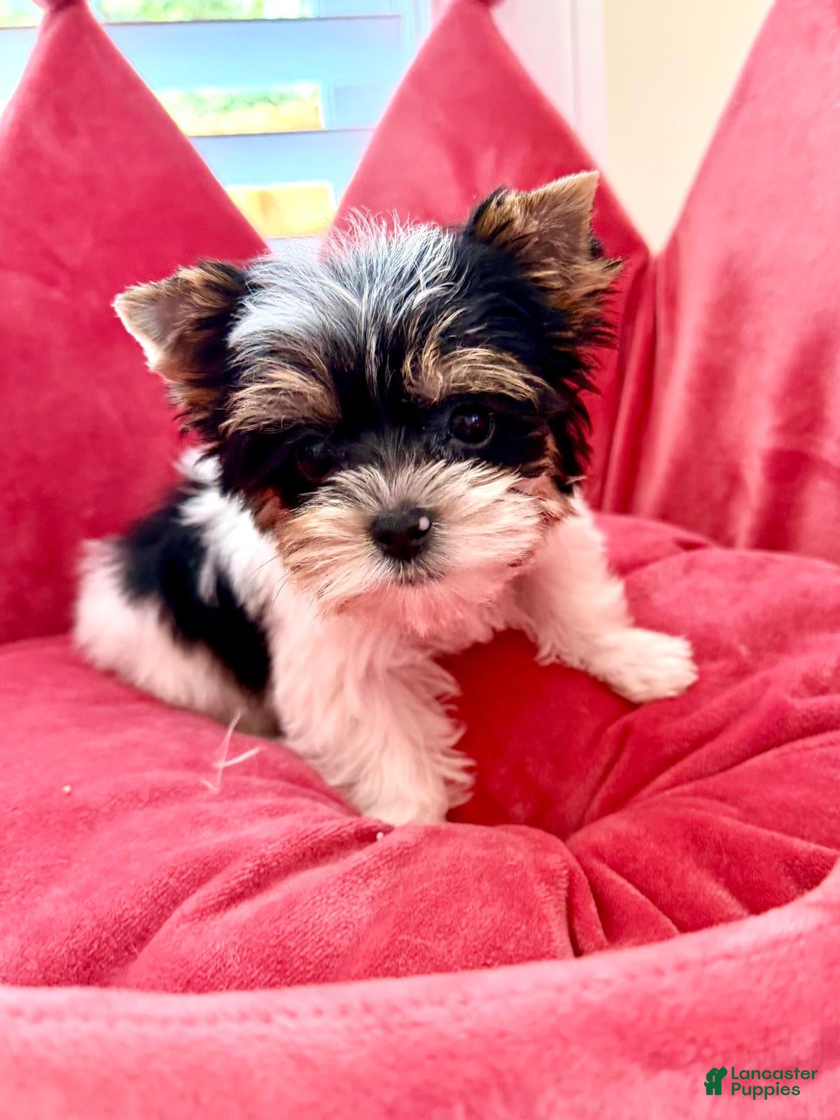 Biewer Terrier dogs Biewer Terrier 2 - Ad 1