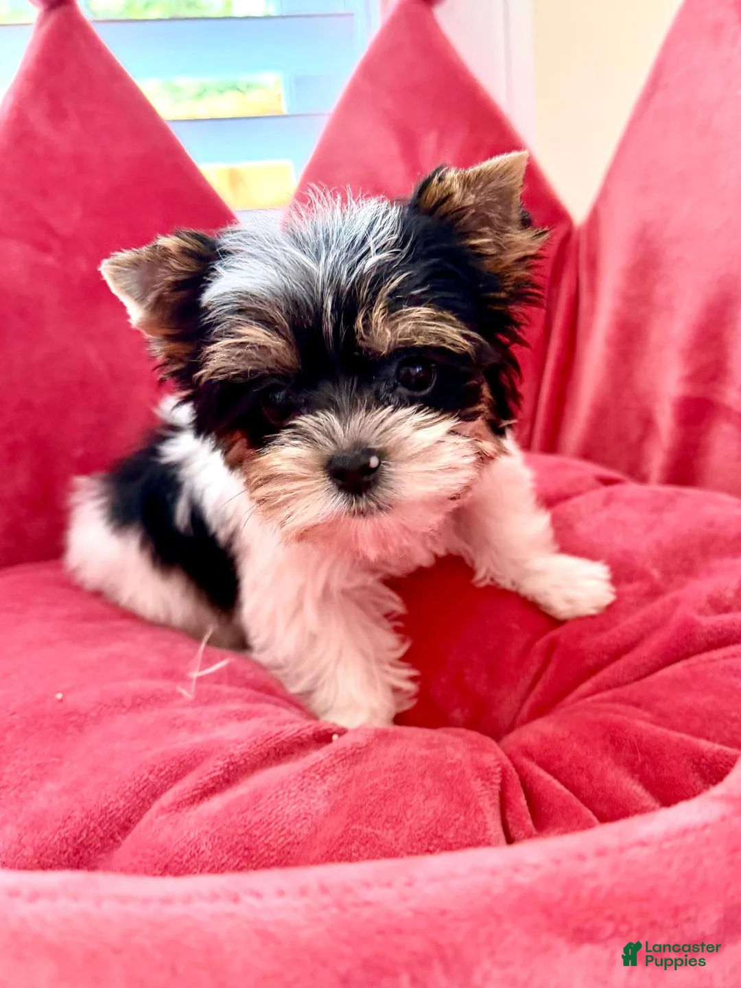 Biewer Terrier dogs for sale: Biewer Terrier 2 - Ad 1