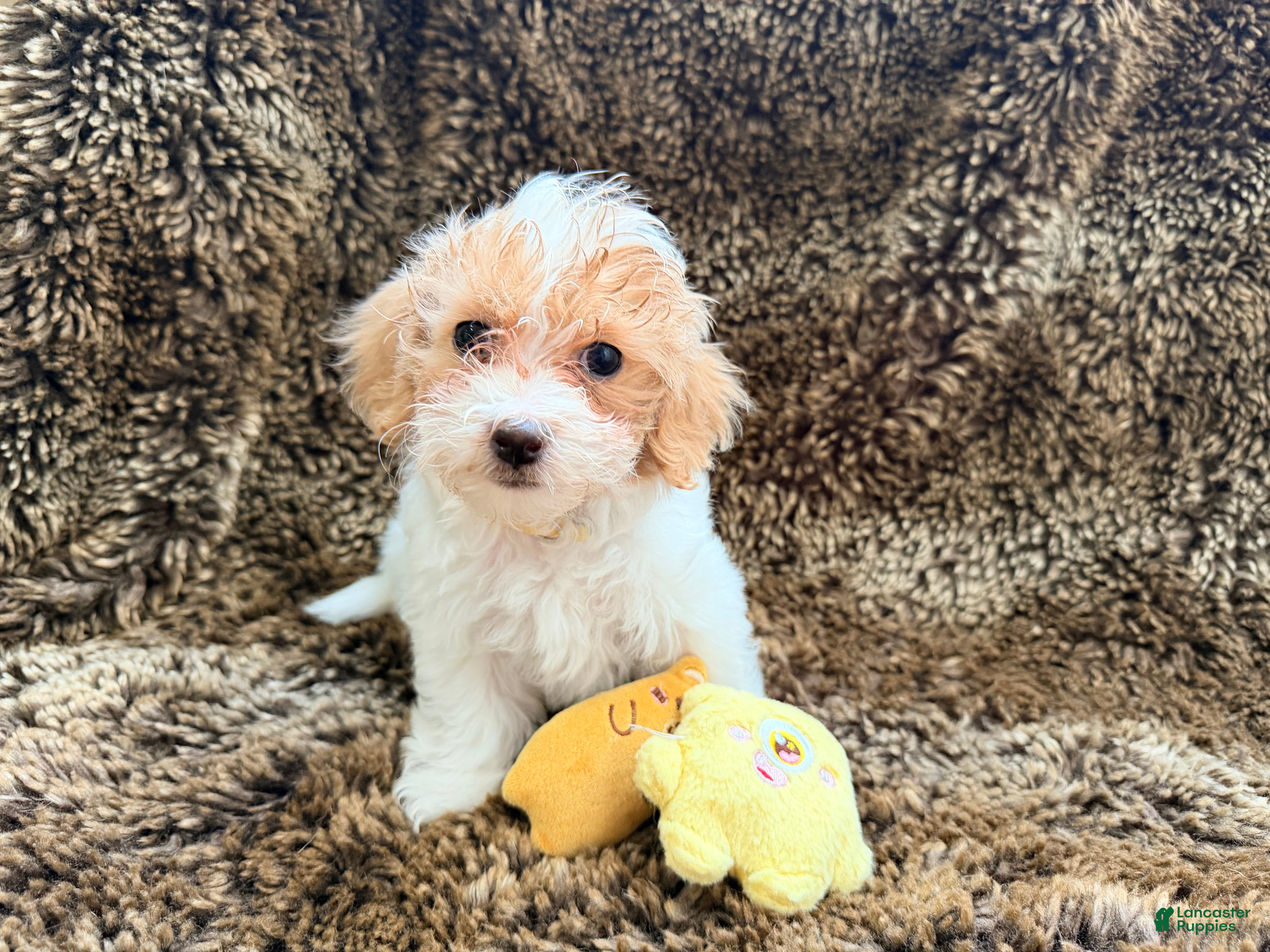 Maltipoo dogs Yellow - Ad 27