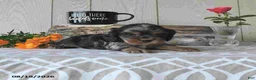 Cocker Spaniel dogs for sale: Snickers - Ad 4