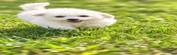 Bichon Frise dogs for sale: Bichon Frise 1 - Ad 3