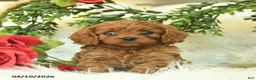 Cavapoo dogs for sale: Tippy  - Ad 1