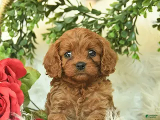 Cavapoo dogs for sale: Tippy - Ad 1