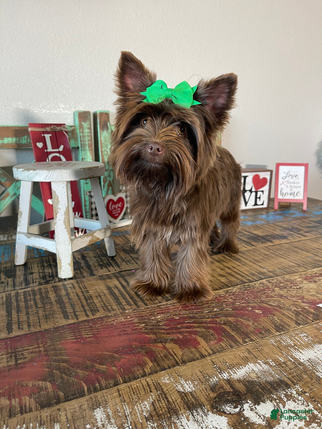 Yorkshire Terrier dogs for sale: Chocolate Coco - Ad 9