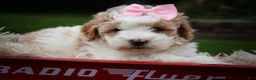 Cavachon dogs for sale: Hailey🌸 - Ad 22