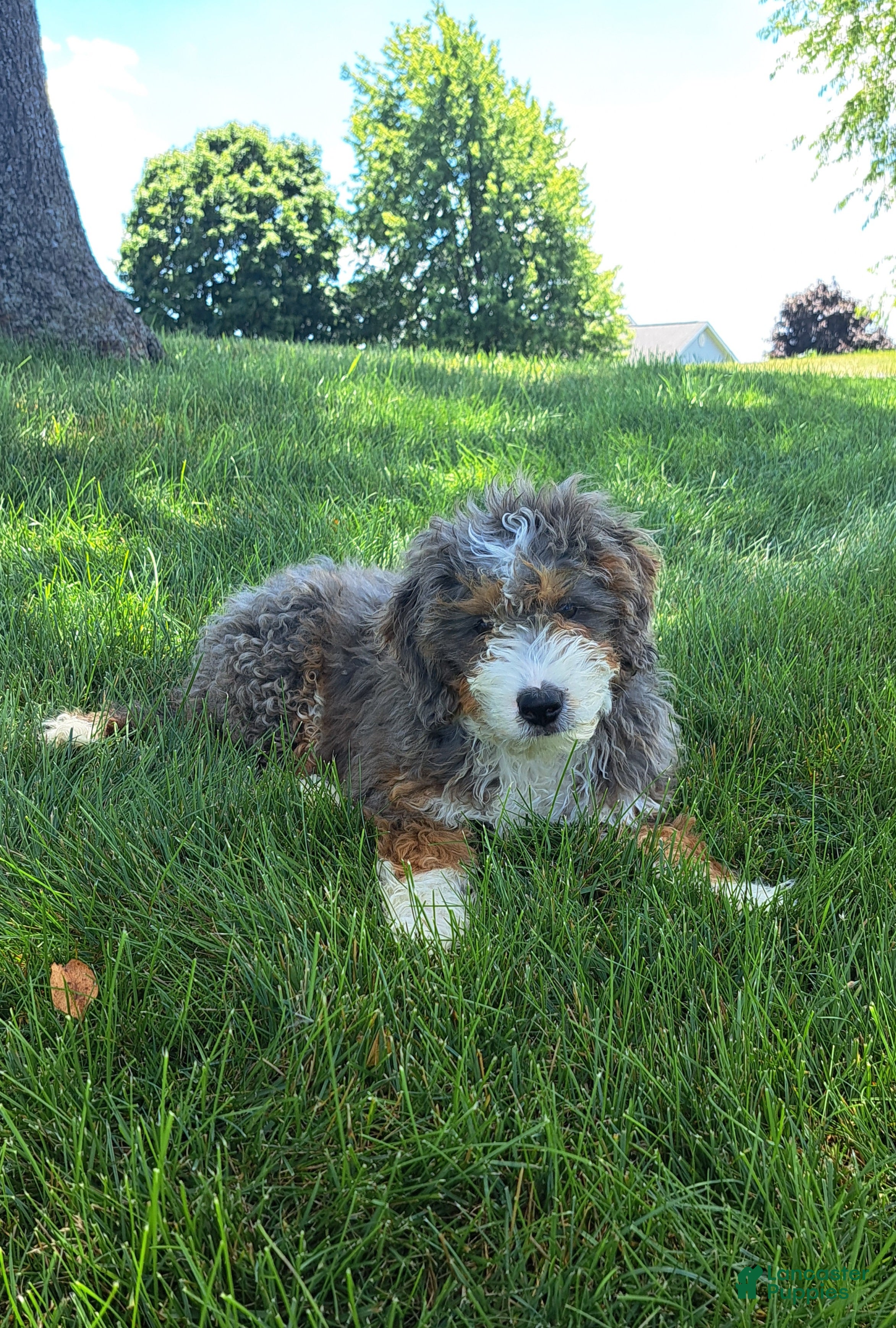 Mini Bernedoodle dogs Willow - Ad 2