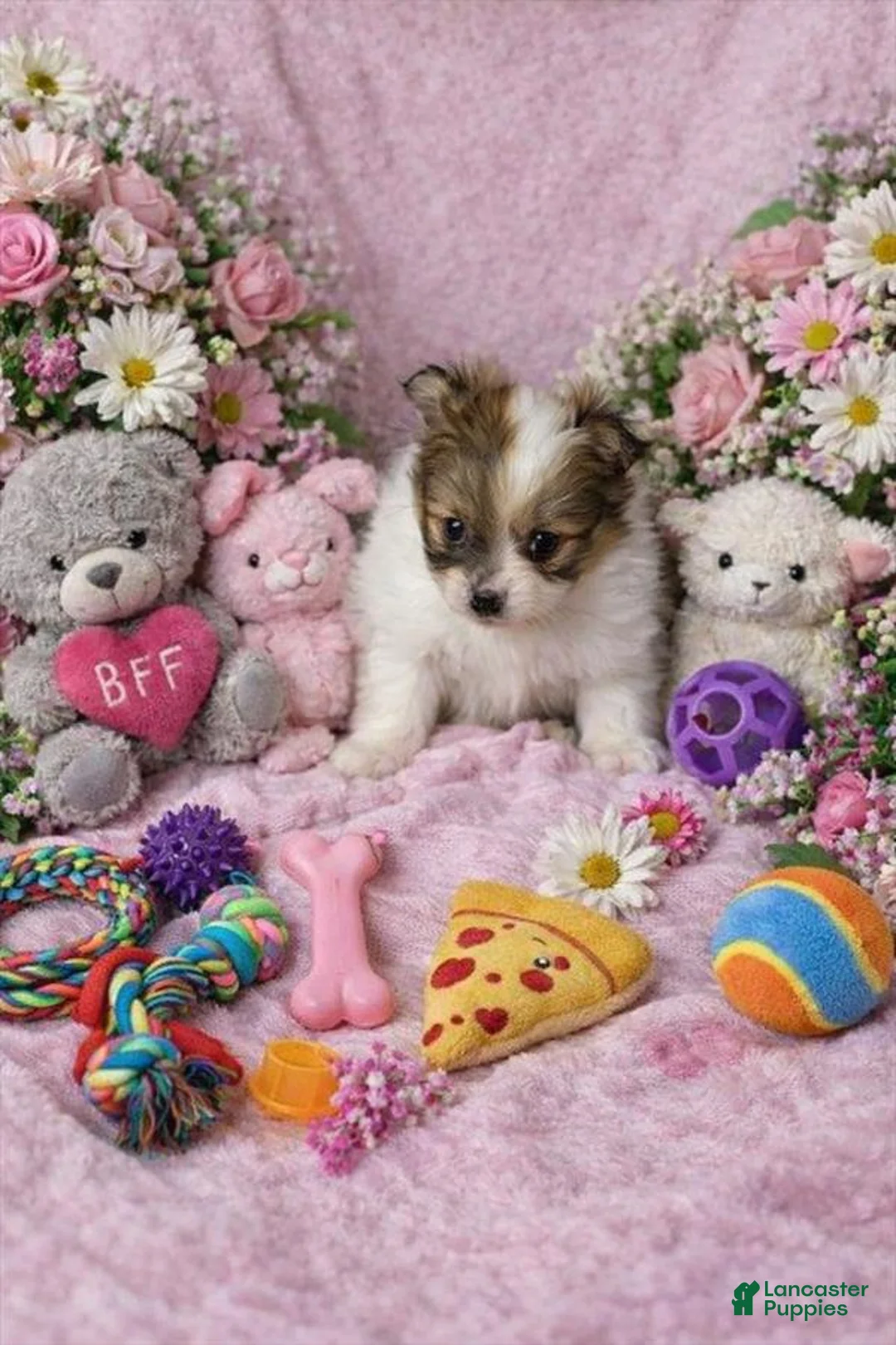 Mixed Breed dogs for sale: Mixed Breed Puppy 1 - Ad 1