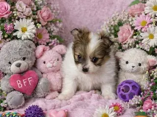 Mixed Breed dogs Mixed Breed Puppy 1 - Ad 14