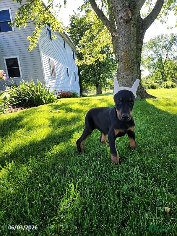 Doberman Pinscher dogs for sale: Rover - Ad 8