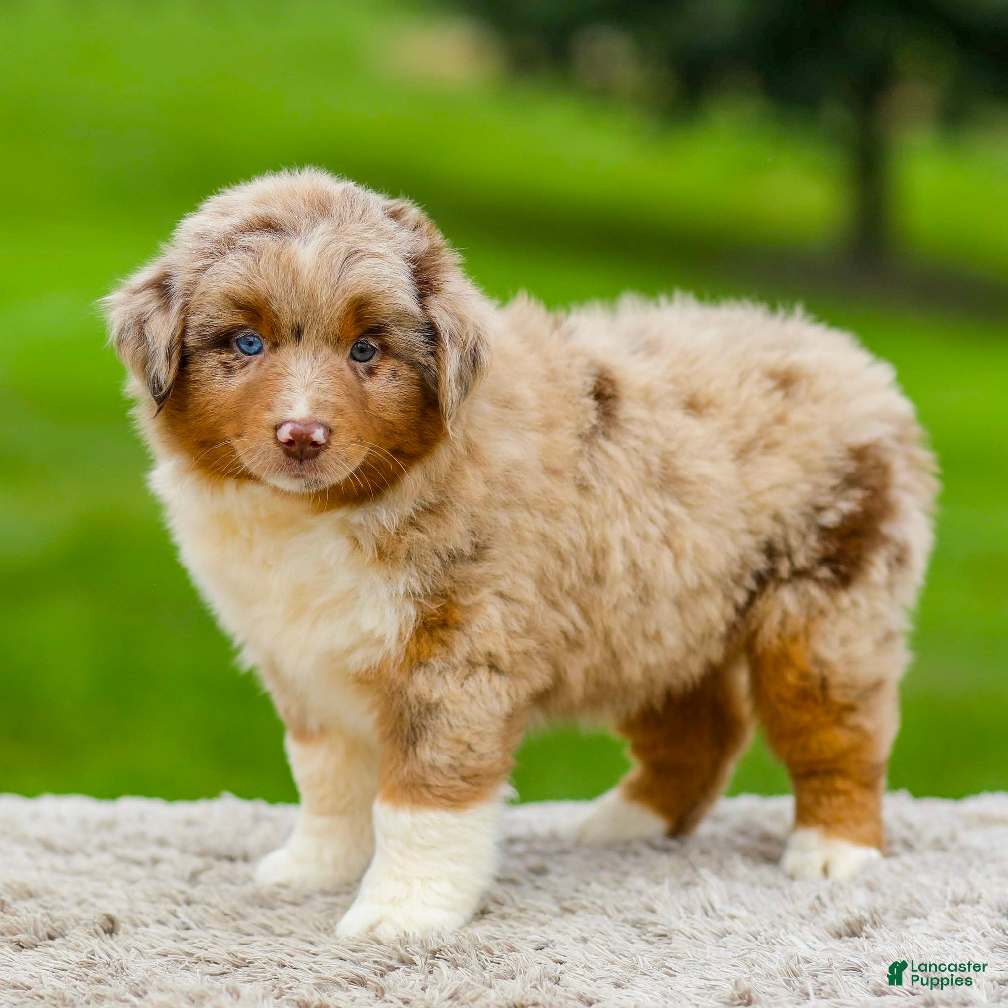Miniature Australian Shepherd dogs Gavin - Ad 1