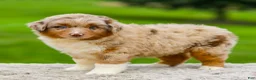 Miniature Australian Shepherd dogs for sale: Gavin - Ad 1