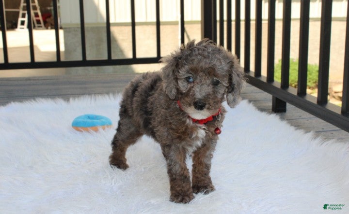 Miniature Poodle dogs Archie  - Ad 2