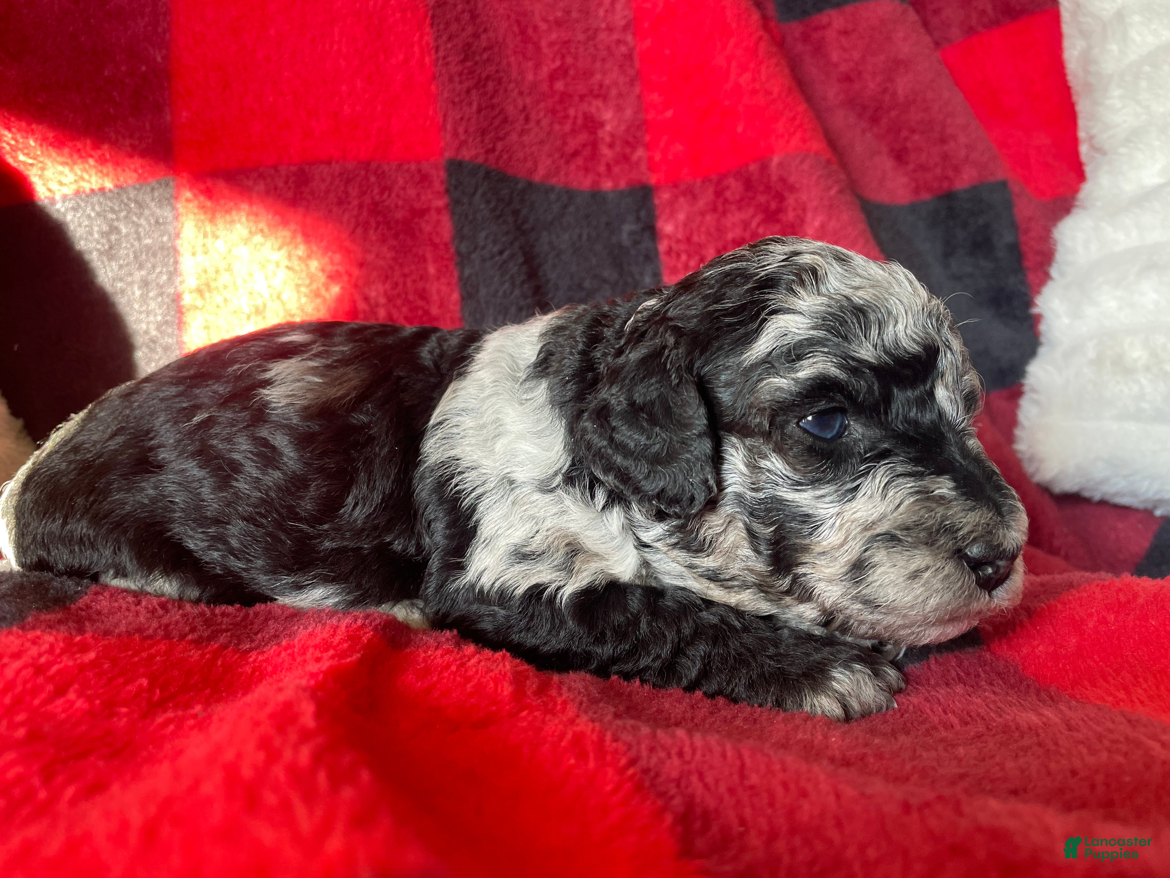 Labradoodle dogs Willow - Ad 1