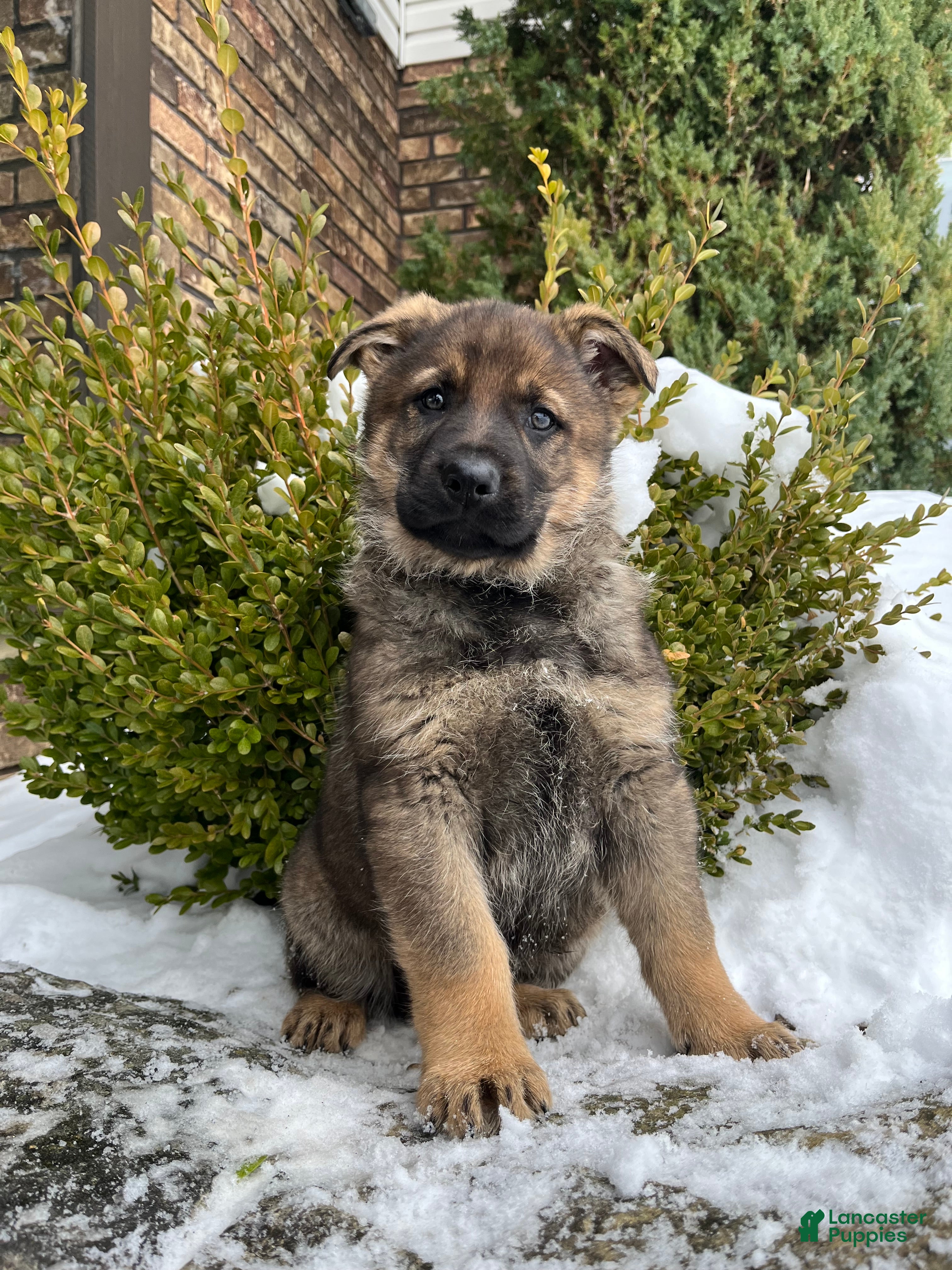 German Shepherd dogs Benz - Ad 3