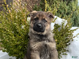 German Shepherd dogs Benz - Ad 3