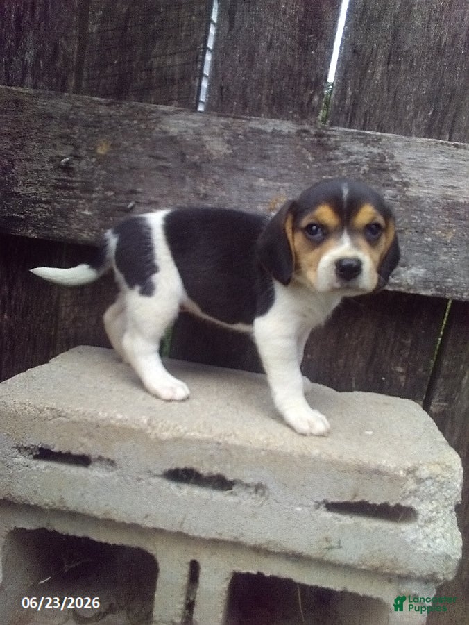 Beagle dogs Freddy - Ad 2