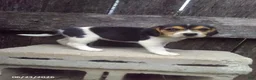 Beagle dogs for sale: Freddy - Ad 1