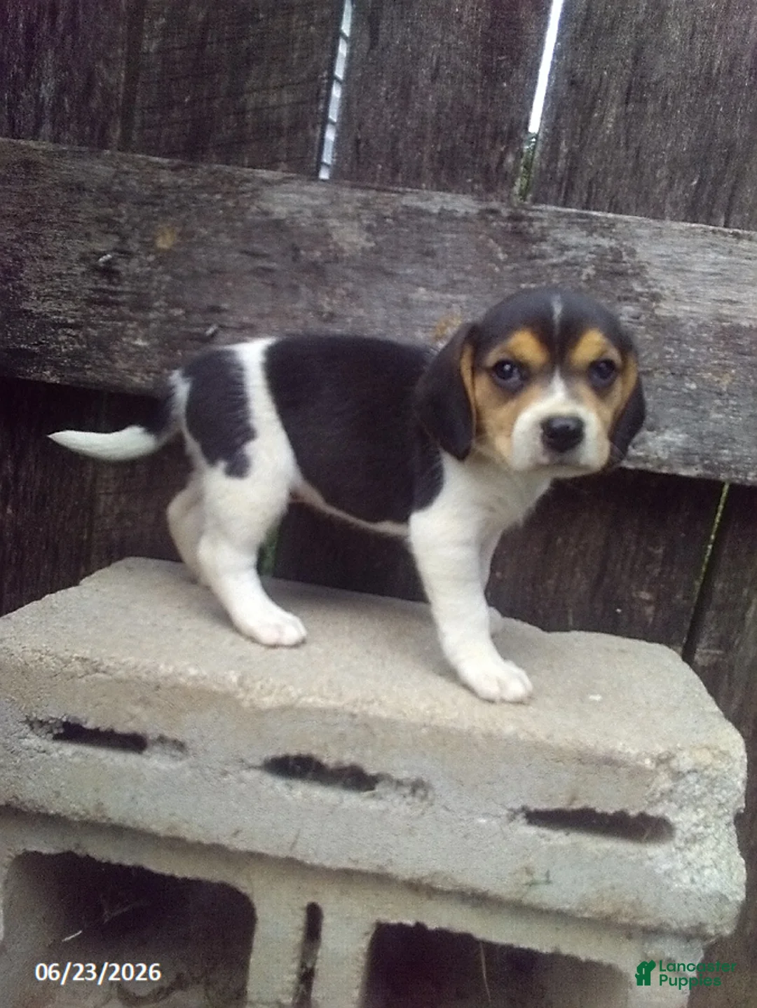 Beagle dogs for sale: Freddy - Ad 1