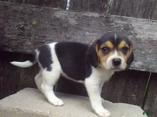 Beagle dogs Freddy - Ad 2